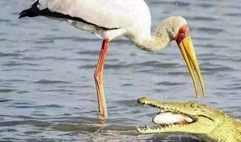 一隻鳥正在捕魚，突然出現一隻鱷魚張開嘴，接下來一幕不可思議！