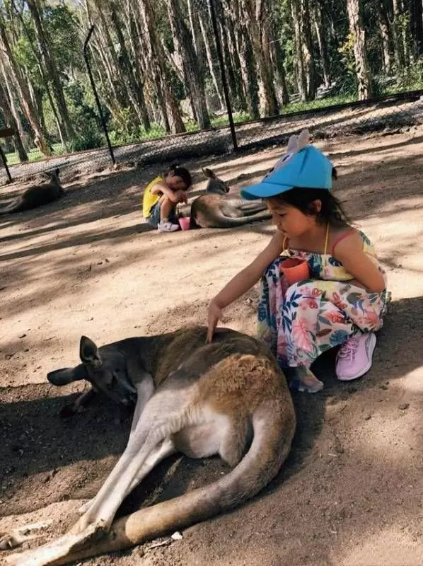 小泡芙兄妹三人在澳洲與袋鼠親密互動，把袋鼠喂得懶洋洋