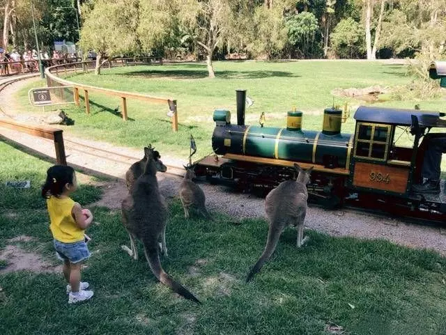 小泡芙兄妹三人在澳洲與袋鼠親密互動，把袋鼠喂得懶洋洋