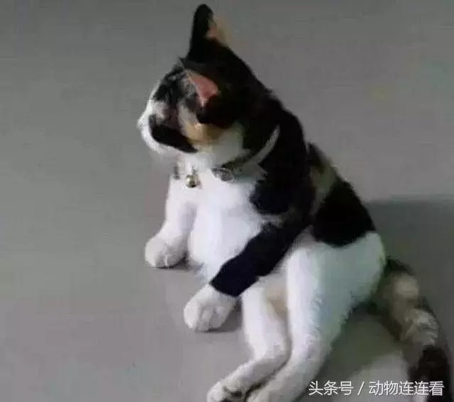 羨慕朋友領養的貓「背影好優雅」　一看它轉頭卻笑噴：熊貓你親戚？