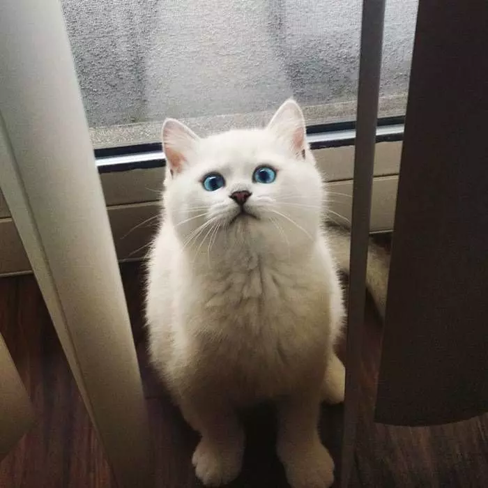 這隻貓咪號稱擁有「全世界最美麗的眼睛」！晶亮有如藍寶石的貓眼太讓人羨慕了～