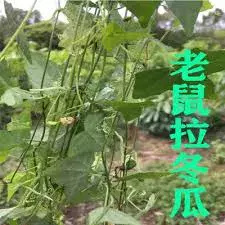 中華生草藥圖 之 馬㼎兒 篇 Melothria indica Lour.