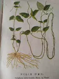 中華生草藥圖 之 卵葉娃兒藤 篇 Tylophora ovata (Lindl.) Hook. ex Steud.