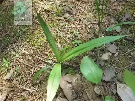 /www/bananadaily.net/web/images/image/2118/21186722.avif