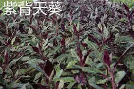 中華生草藥圖 之 紫背天葵 篇 Begonia fimbristipula Hance
