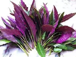 中華生草藥圖 之 紫背天葵 篇 Begonia fimbristipula Hance