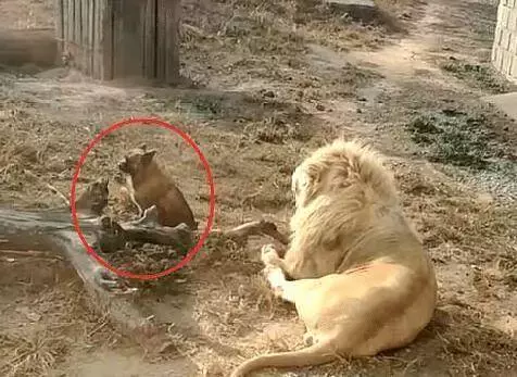狗狗枕著雄獅肚子睡覺，獅子：看啥，這是我媽~