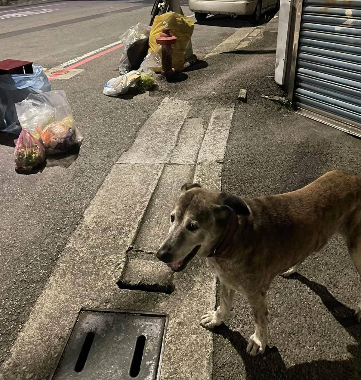 「跟狗狗的約會比老婆的還要多」台灣忠犬每天走1.5公里到垃圾桶旁，只想見主人一面，如今狗狗老了