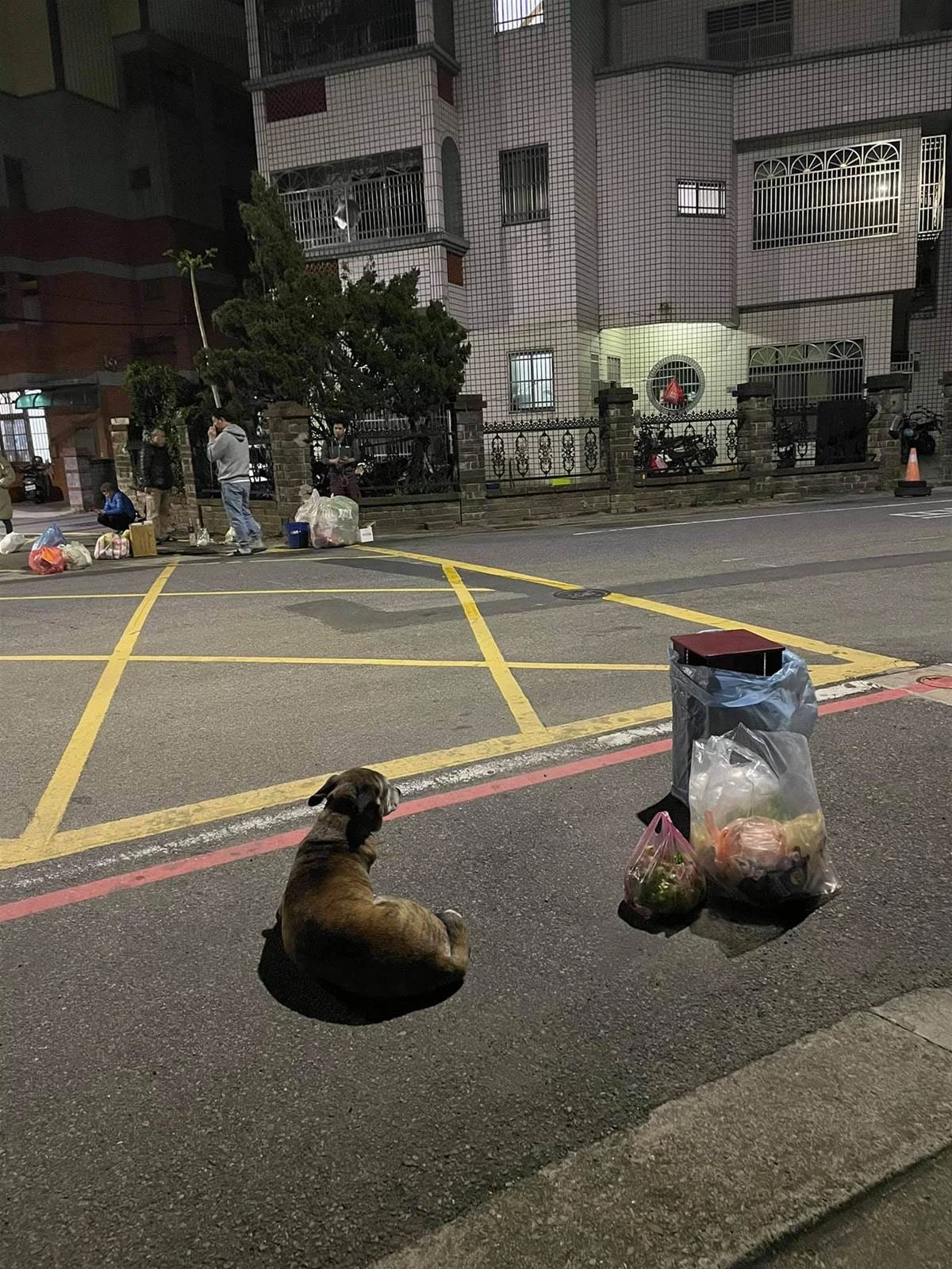 「跟狗狗的約會比老婆的還要多」台灣忠犬每天走1.5公里到垃圾桶旁，只想見主人一面，如今狗狗老了