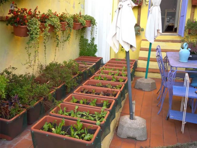 60歲大爺流浪25年後，定居4坪小家，自己打理菜園，堅持素食主義。