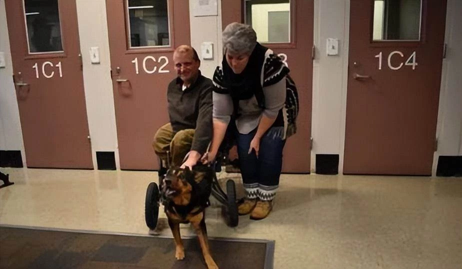 狗狗因後腿不能動被退養4次，新主人坐輪椅來領養：我們是一樣的