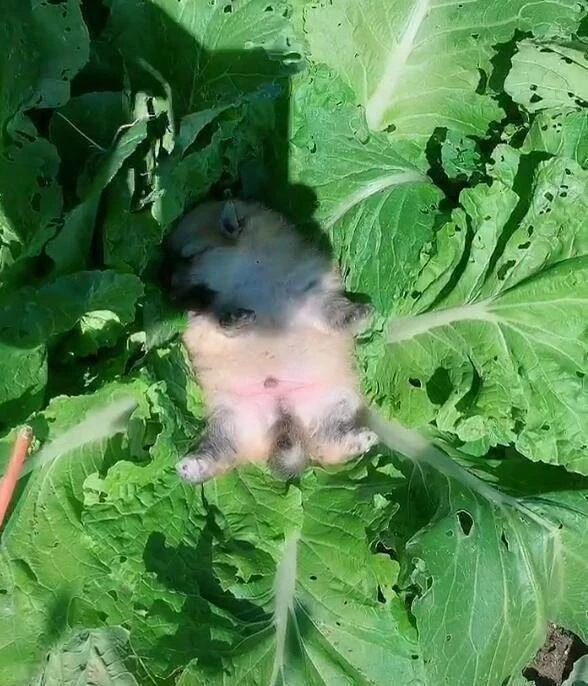 小奶狗睡在蔬菜上，肚子朝上睡的香甜，主人收菜找到後被萌翻了！