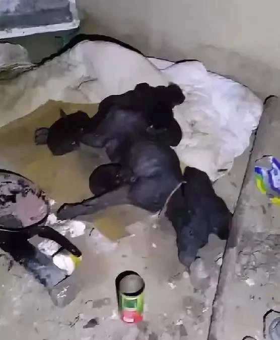 狗媽媽躺在破敗的石墩下，拚命在餵養小奶狗，在那時也無能為力，畢竟受傷了動彈不得 