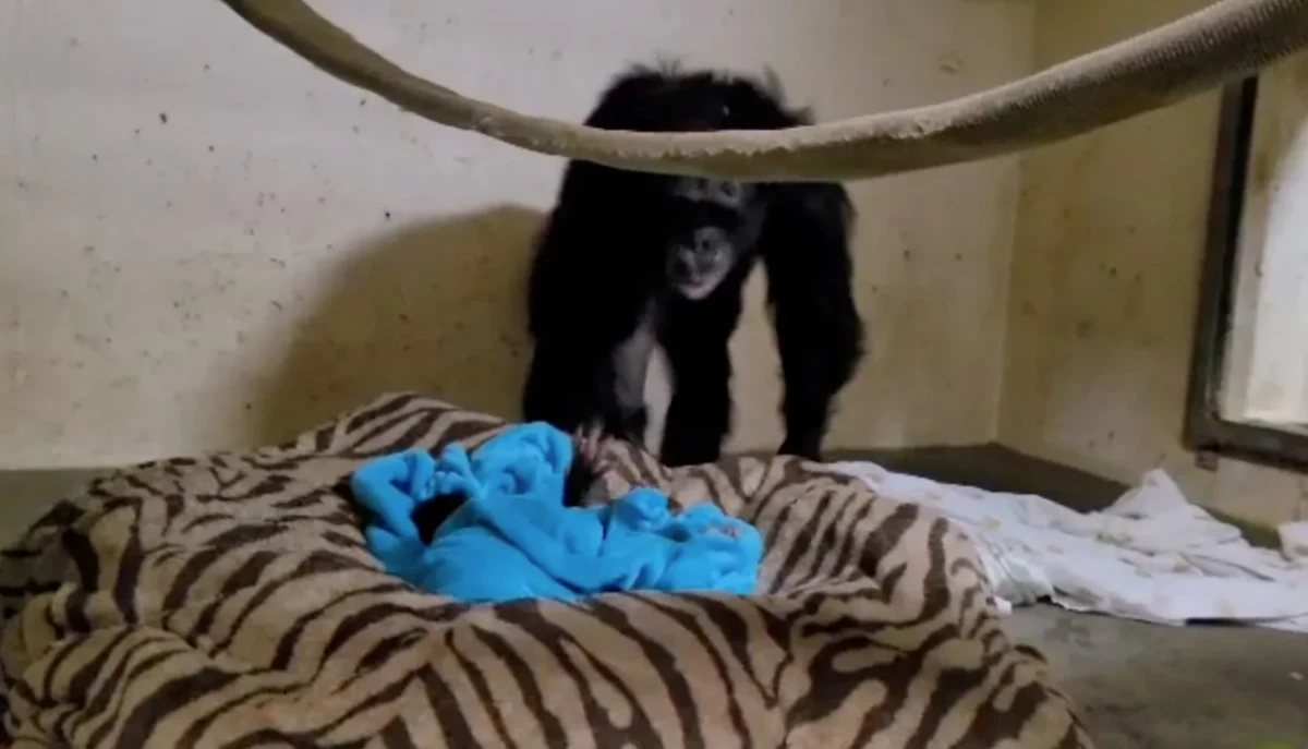 黑猩猩「難產剖腹」母子被迫分開...終於團聚「寶寶伸小手」猩媽認出緊抱：我的孩子啊！ 