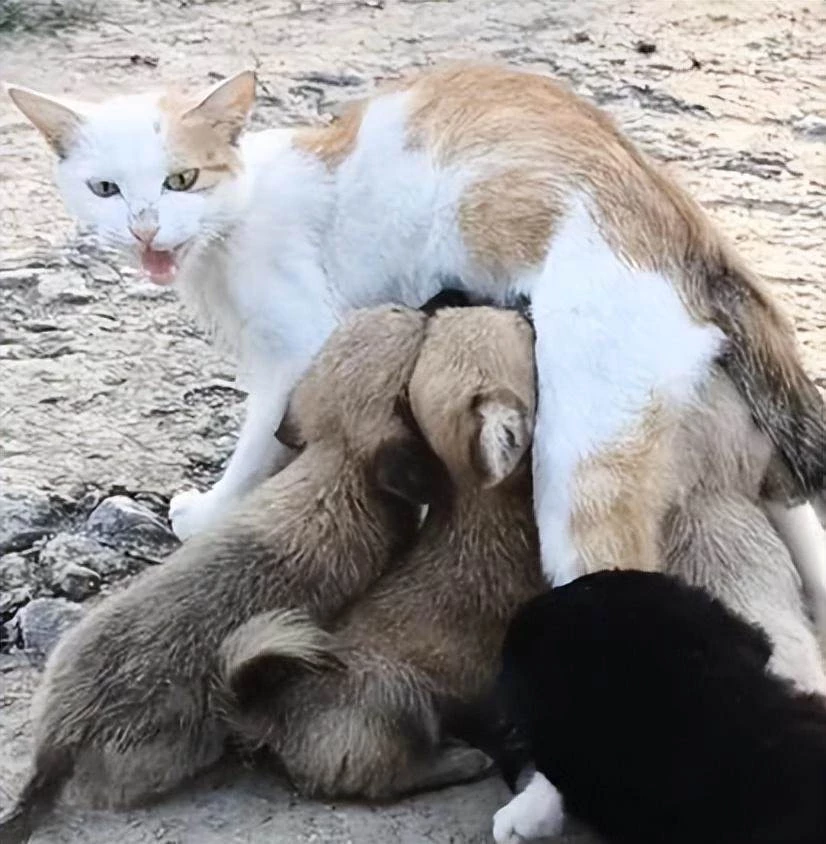 瘦弱母貓向人類乞討，只為照顧4隻小狗：這也是我的孩子們呀！