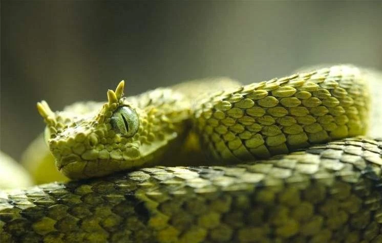 十種最類似「龍」的現存生物，相似度很高