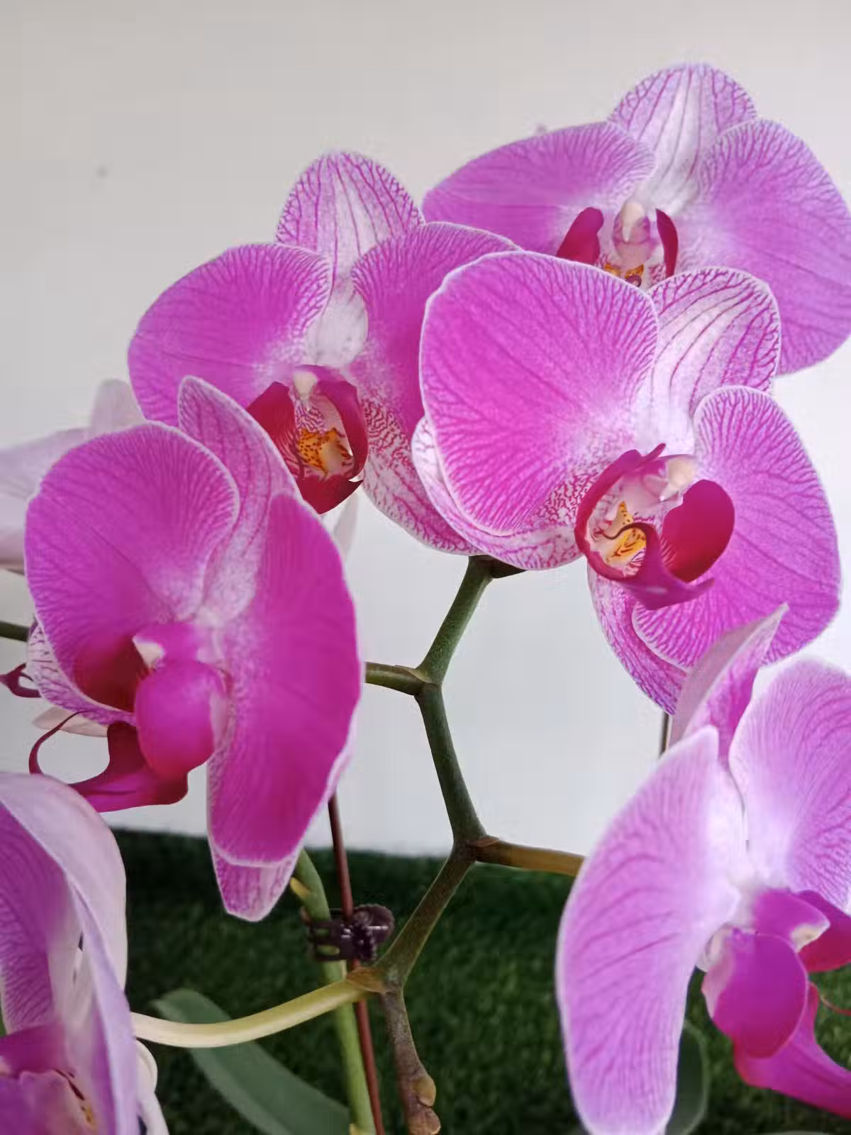 /www/bananadaily.net/web/images/image/2204/22049669.avif