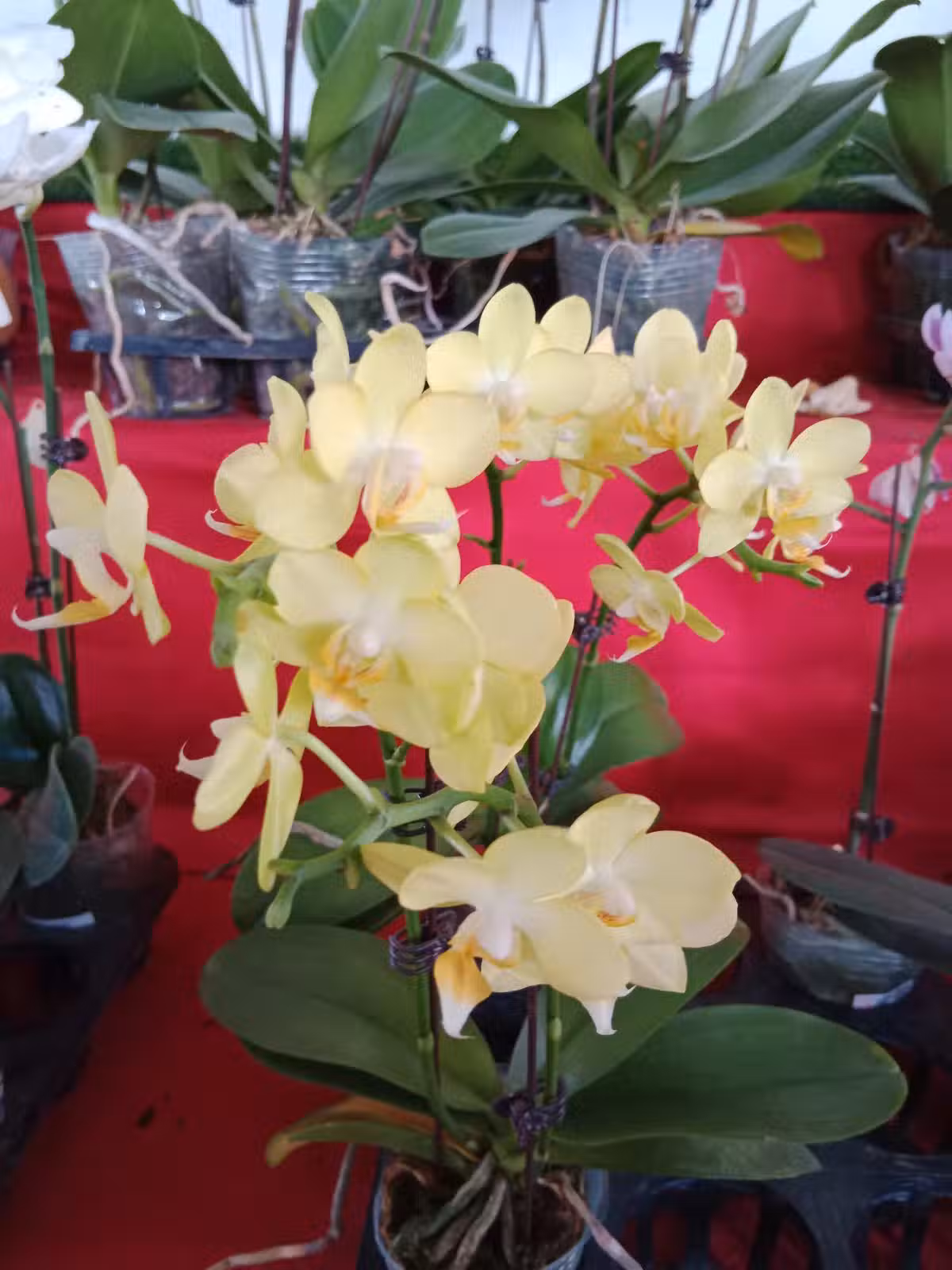 /www/bananadaily.net/web/images/image/2204/22049673.avif